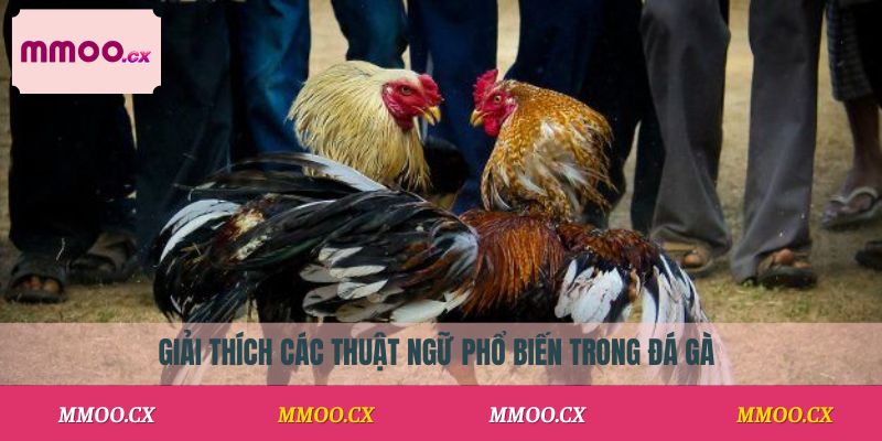Giải thích các thuật ngữ phổ biến trong đá gà