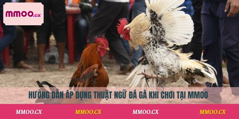 Hướng dẫn áp dụng thuật ngữ đá gà khi chơi tại MMOO